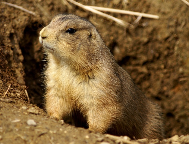 Prairie Dog Drowning