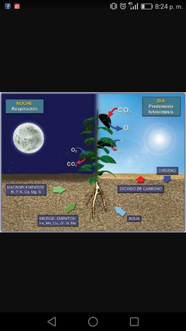 Fase luminosa y fase obscura