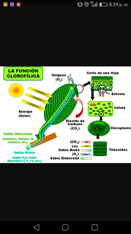 Funciones de la cloroflia
