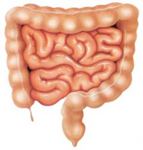 Intestinos, Recto y Ano