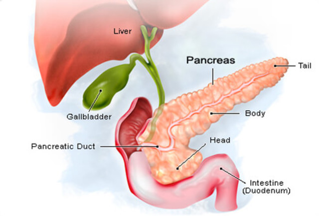 Pancreas