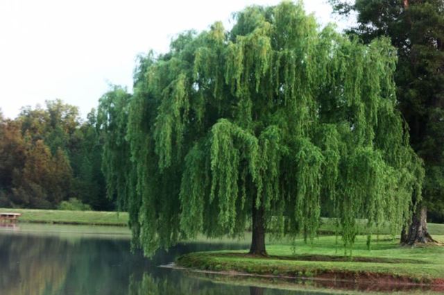 Tree that saved McNeal from a bear attack