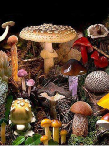 Historical facts of the fungi kingdom.