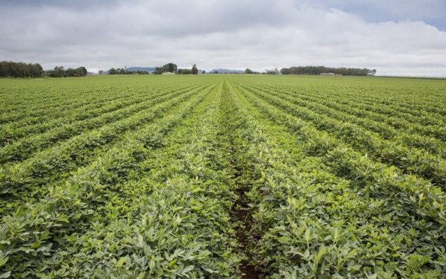 Agriculturalism in the 1920s