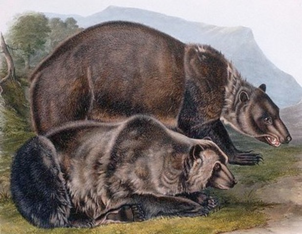 A spot where an animal profoundly affected the expedition