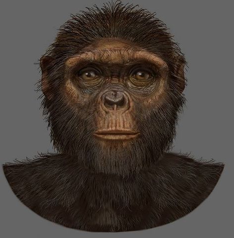 Ardipithecus Kadabba