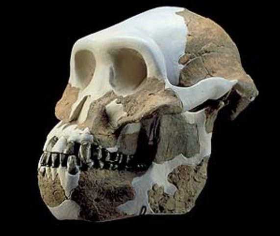 Australopithecus Anamensis
