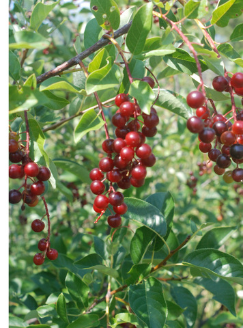 A Spot Where a Plant or Tree Profoundly Effected the Expedition