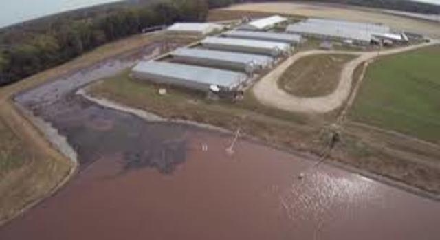 Corruption within Smithfield - US top Pork producer and why they must be stopped