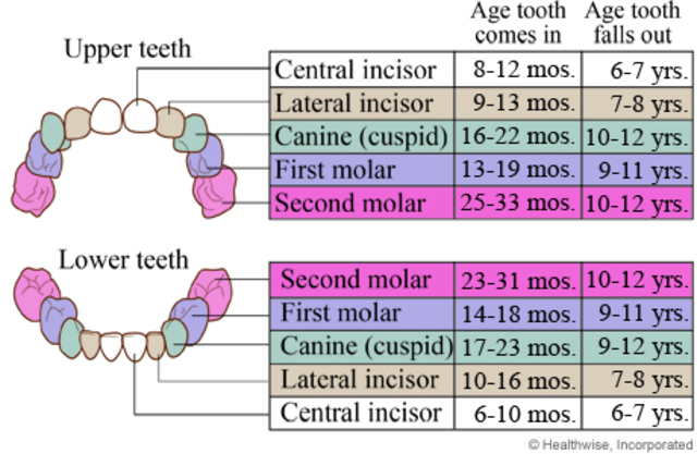 Baby teeth completely formed.