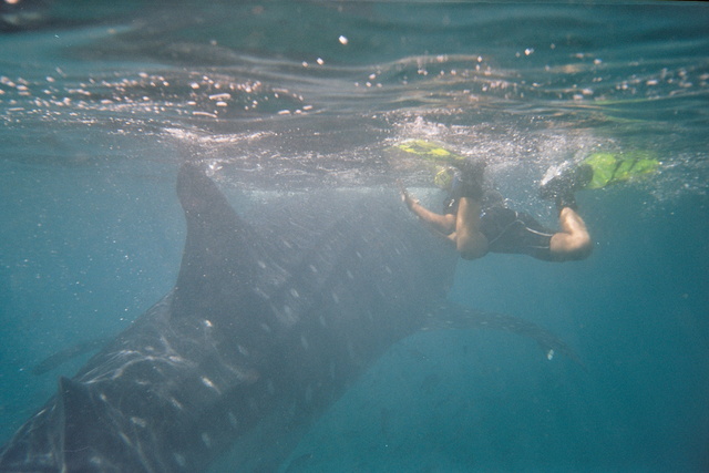 Snorkeling with Whalesharks