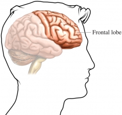Frontal Lobe fully developed