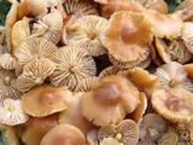 MICOLOGIST ASSOCIATION OF CORRO DE BRUJAS