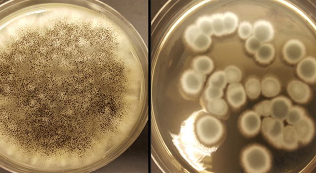 Fungi recycle rechargeable lithium-ion batteries