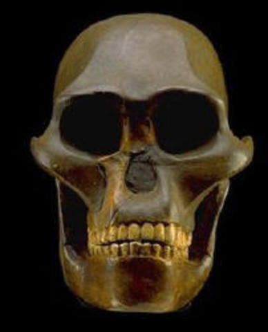 Australopithecus Africanus   Hace 2-3 MILLONES DE AÑOS