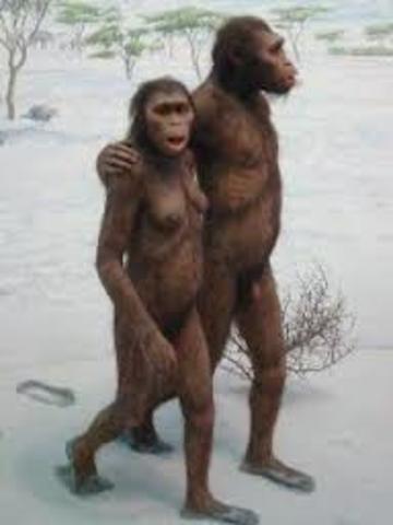 AUSTRALOPITHECUS