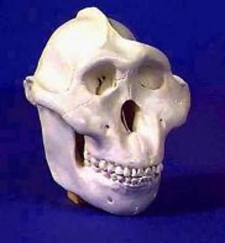Paranthropus Boisei