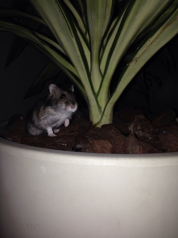 Desdentao te hecho de menos