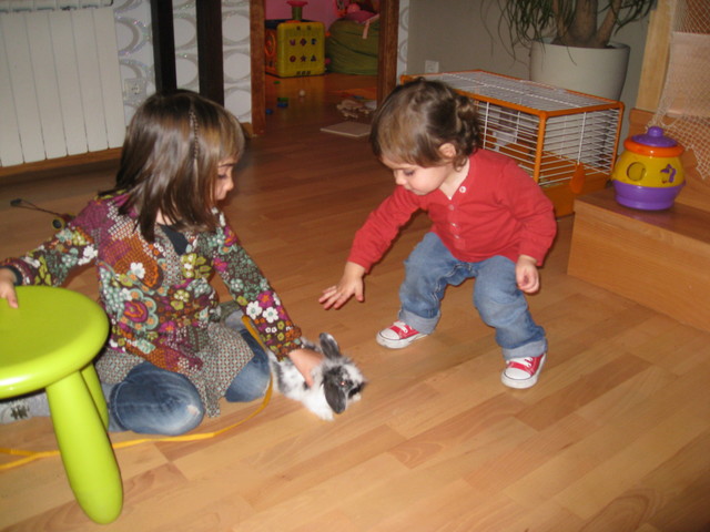 Mamii... quiero un conejo! porfa... porfa...