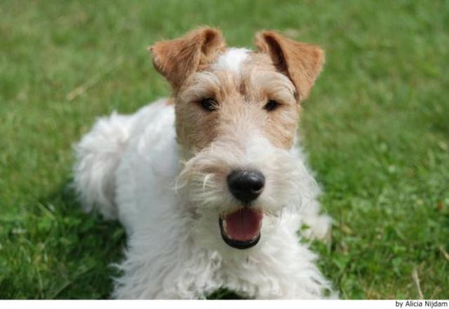 Muere su perro, Nacho