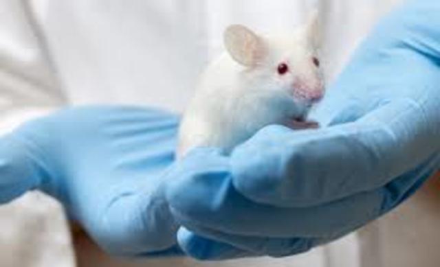 la investigación de la mente de los animales