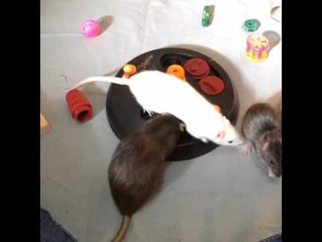 El funcionalismo psicológico insistía en la importancia de técnicas