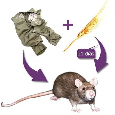 GENERACIÓN ESPONTANEA