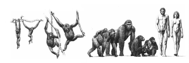 Argumentos contra el Creacionismo