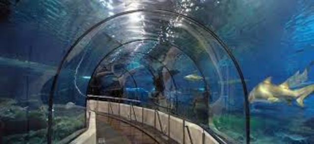 Mi primera experiencia con tiburones