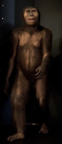 Lucy la Australopitecus