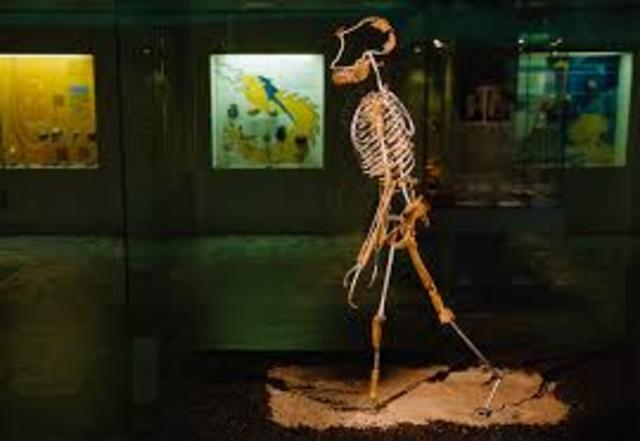 Lucy la Australopitecus afarencis