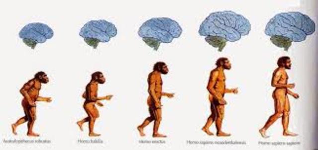 La evolucion del hombre