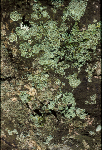 First Signs of Land Plants and Animals (PART 1)