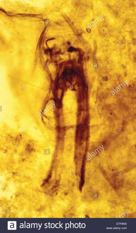 First Insects and Spiders (PART 1)