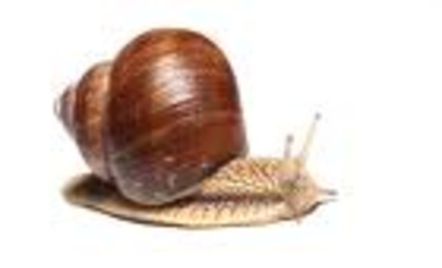 Garden snail  	0.03