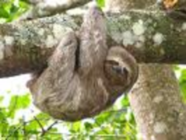 Three-toed sloth  	0.15