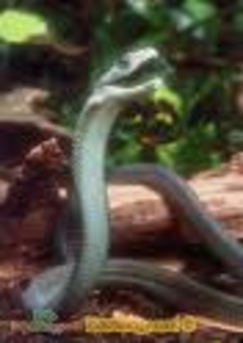 Black mamba snake  	20