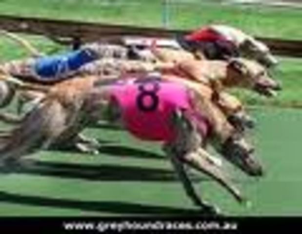 Greyhound   	39