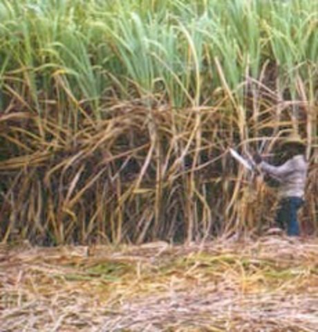 Se funda la Confederación Campesina Mexicana