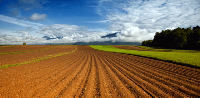 The Field Of Agriculture