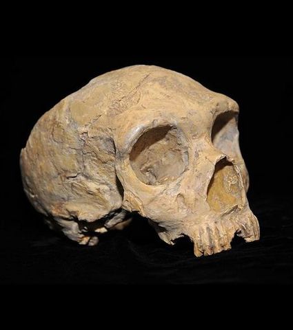 descubrimientos de fosiles del hombre prehistorico