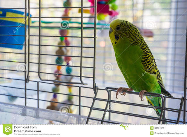 Gevoelloosheid Paulien