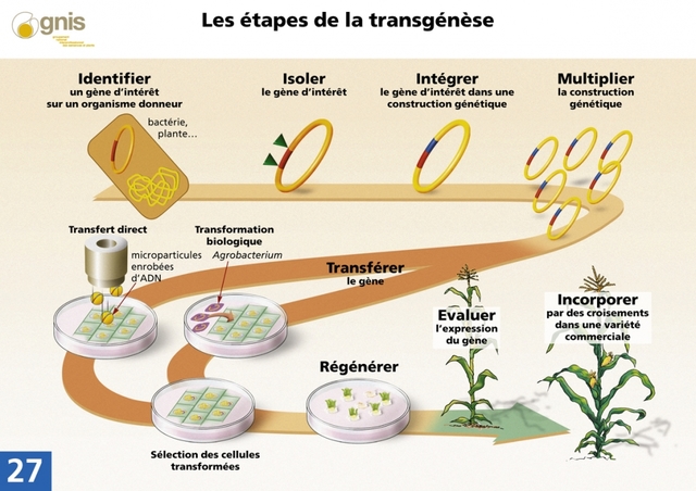 Les premiers OGM sont autorisé par la cours suprême des EU