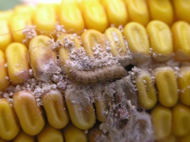 introduction du gène de la pyrale dans le maïs et premiers tests en plein champ aux USA