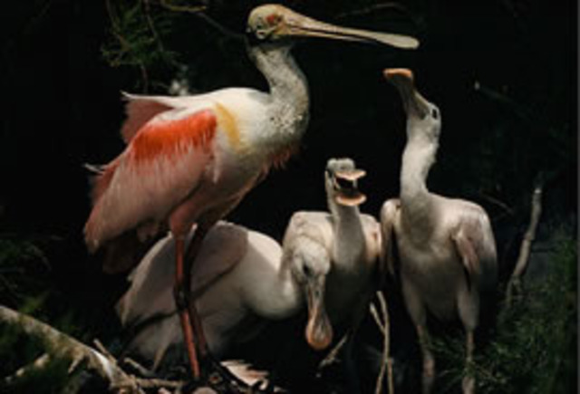 The First Magazine to Publish Everything in Colour