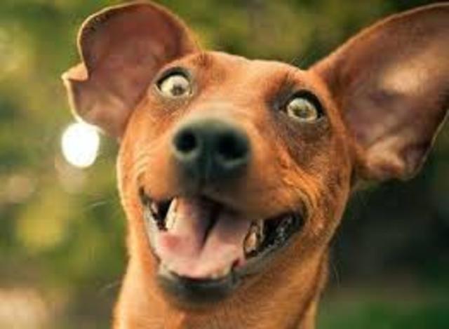 Meursault Tells Marie about Salamano