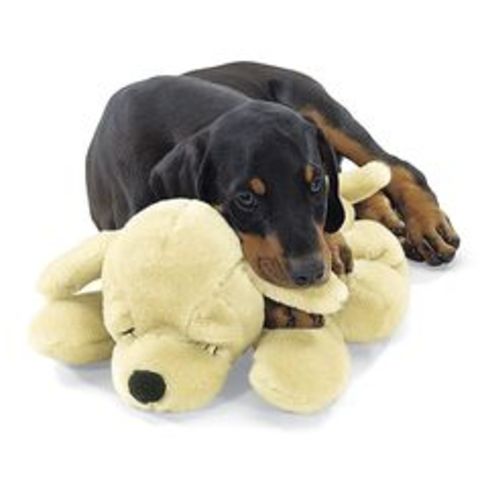 Page 35: The Second Encounter: Meursault You Dog