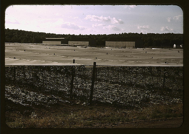 1612-First year that tobacco is grown in Virginia