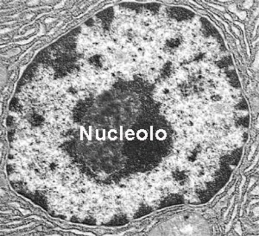 Nucléolo