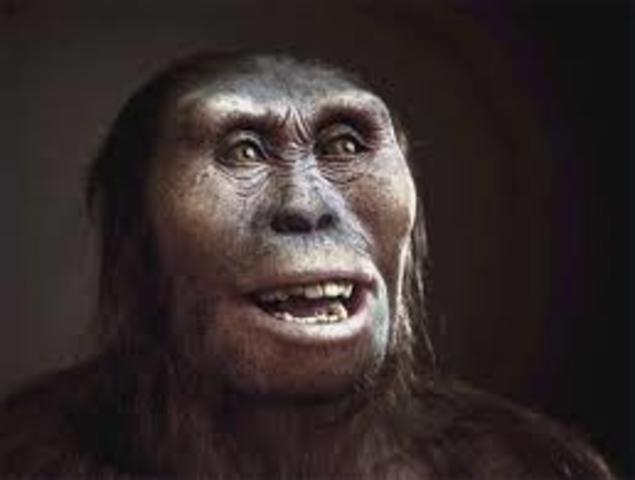Australophitecus Africanus Afarensis.